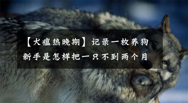 【犬瘟热晚期】记录一枚养狗新手是怎样把一只不到两个月狗瘟晚期的金毛治好的