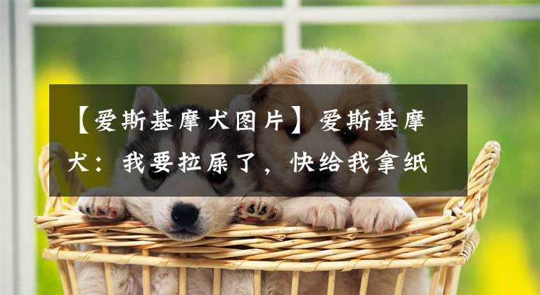 【爱斯基摩犬图片】爱斯基摩犬：我要拉屎了，快给我拿纸垫着~铲屎官：你有点膨胀啊