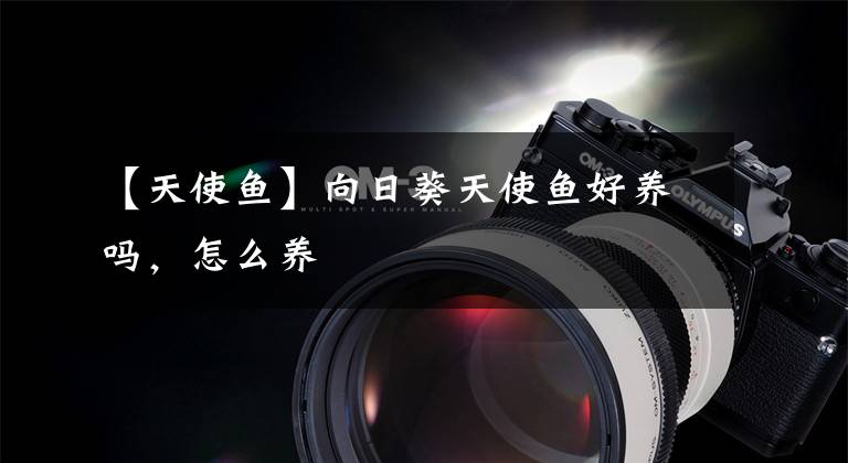 【天使鱼】向日葵天使鱼好养吗，怎么养