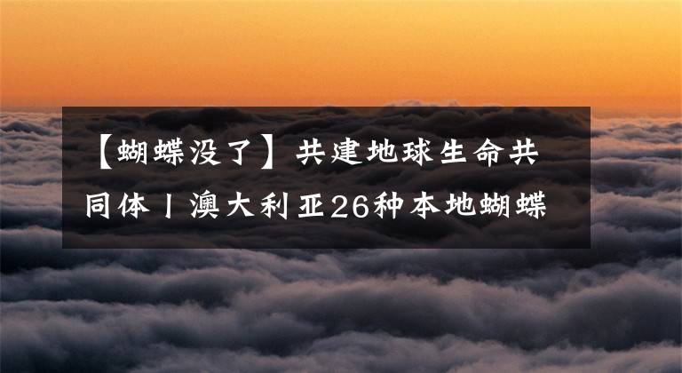 【蝴蝶没了】共建地球生命共同体丨澳大利亚26种本地蝴蝶面临灭绝危险