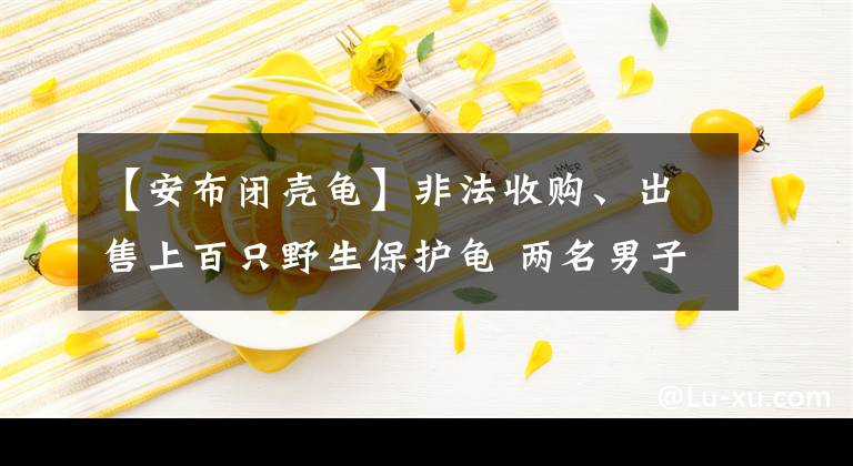 【安布闭壳龟】非法收购、出售上百只野生保护龟 两名男子被刑拘