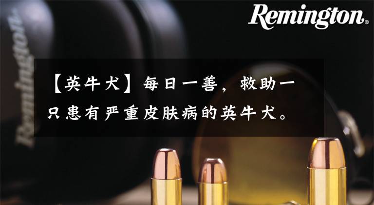 【英牛犬】每日一善，救助一只患有严重皮肤病的英牛犬。