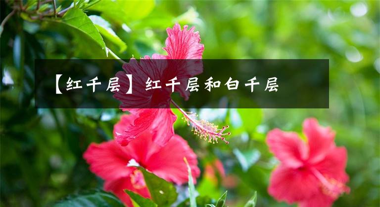 【红千层】红千层和白千层