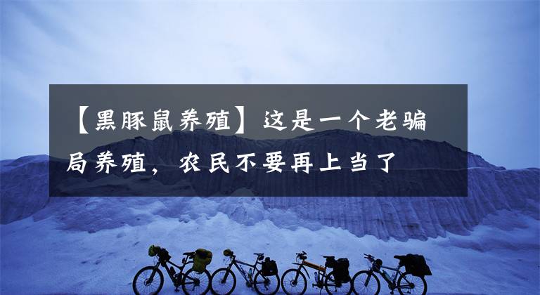 【黑豚鼠养殖】这是一个老骗局养殖，农民不要再上当了