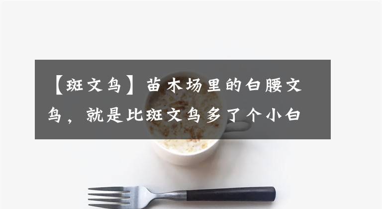 【斑文鸟】苗木场里的白腰文鸟,就是比斑文鸟多了个小白腰