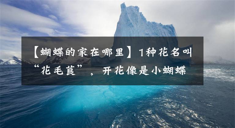 【蝴蝶的家在哪里】1种花名叫“花毛茛”,开花像是小蝴蝶,颜值超高