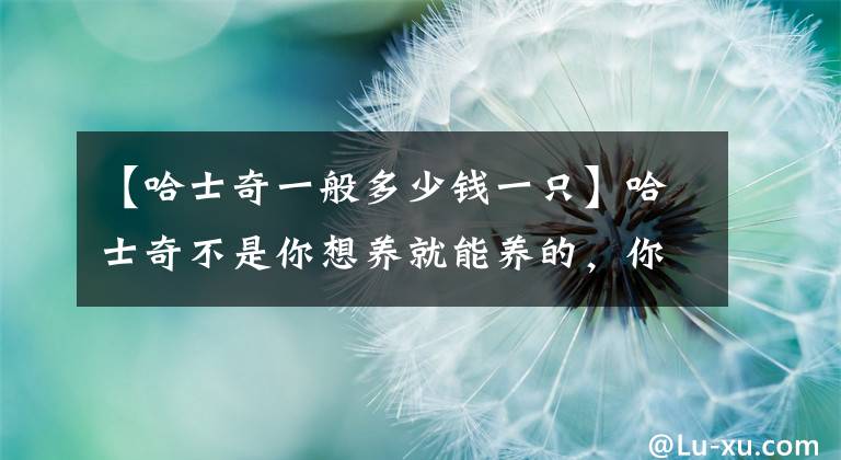 【哈士奇一般多少钱一只】哈士奇不是你想养就能养的，你知道赛级哈士奇多少钱吗？