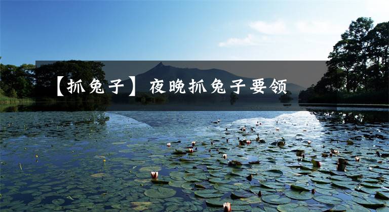 【抓兔子】夜晚抓兔子要领