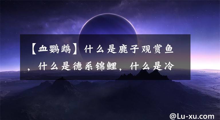 【血鹦鹉】什么是鹿子观赏鱼，什么是德系锦鲤，什么是冷水鹦鹉鱼？