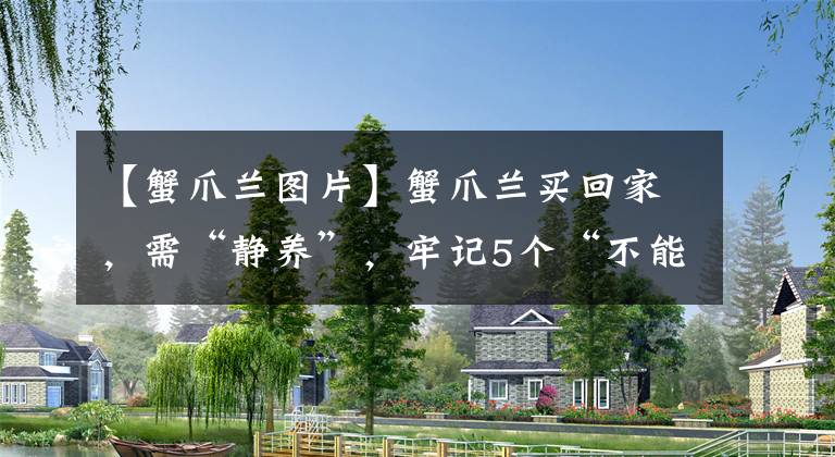 【蟹爪兰图片】蟹爪兰买回家，需“静养”，牢记5个“不能”，避免花苞掉一地