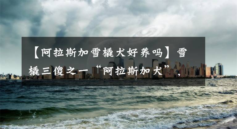 【阿拉斯加雪橇犬好养吗】雪橇三傻之一“阿拉斯加犬”，为何少人养