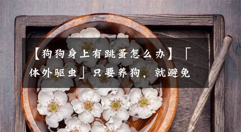 【狗狗身上有跳蚤怎么办】「体外驱虫」只要养狗,就避免不了跳跳跳跳跳跳跳蚤