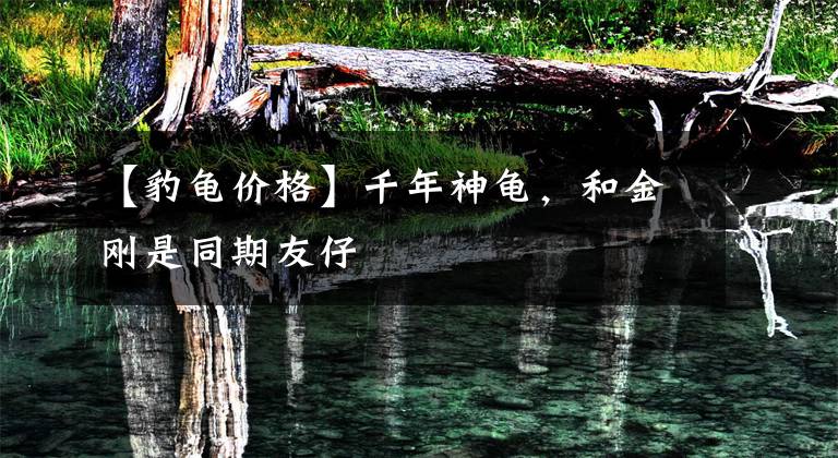 【豹龟价格】千年神龟，和金刚是同期友仔