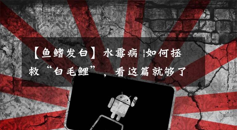 【鱼鳍发白】水霉病 |如何拯救“白毛鲤”,看这篇就够了