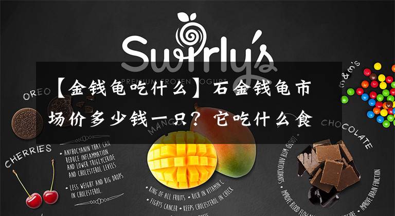 【金钱龟吃什么】石金钱龟市场价多少钱一只？它吃什么食物？养殖前景如何？