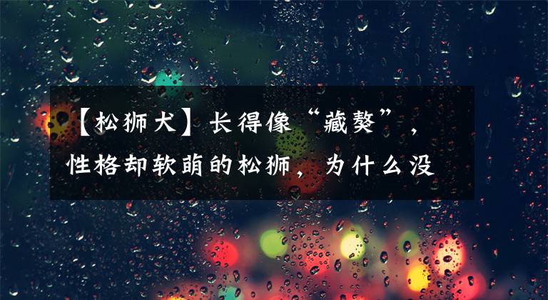 【松狮犬】长得像“藏獒”,性格却软萌的松狮,为什么没人养?