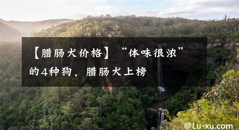 【腊肠犬价格】“体味很浓”的4种狗，腊肠犬上榜