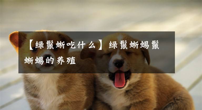 【绿鬣蜥吃什么】绿鬣蜥蜴鬣蜥蜴的养殖