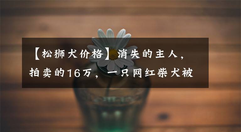 【松狮犬价格】消失的主人,拍卖的16万,一只网红柴犬被遗弃的半生