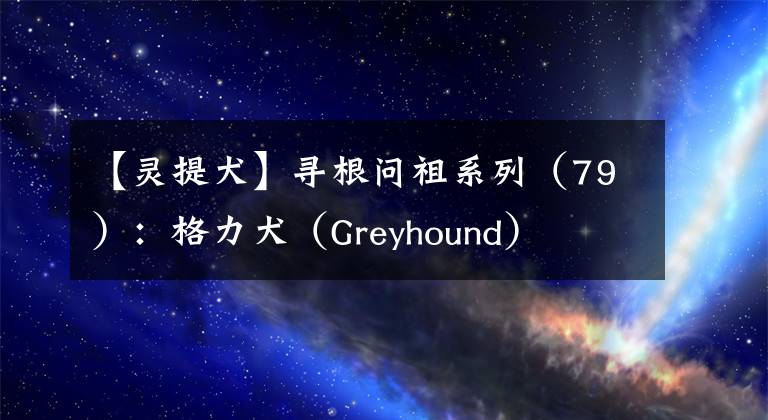 【灵提犬】寻根问祖系列（79）：格力犬（Greyhound）