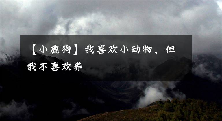 【小鹿狗】我喜欢小动物,但我不喜欢养