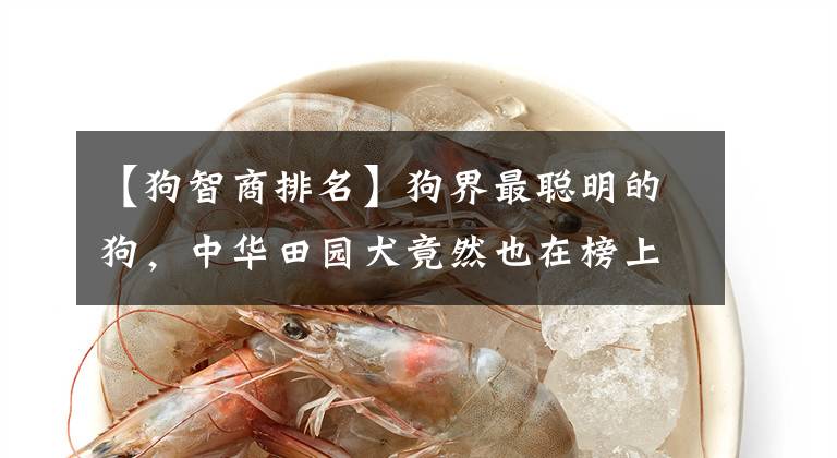 【狗智商排名】狗界最聪明的狗,中华田园犬竟然也在榜上