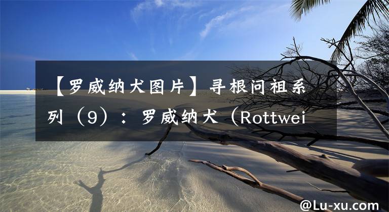 【罗威纳犬图片】寻根问祖系列（9）：罗威纳犬（Rottweiler）