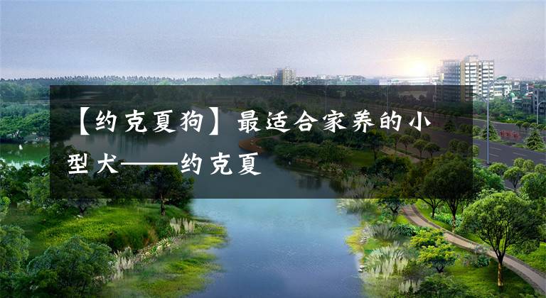 【约克夏狗】最适合家养的小型犬——约克夏