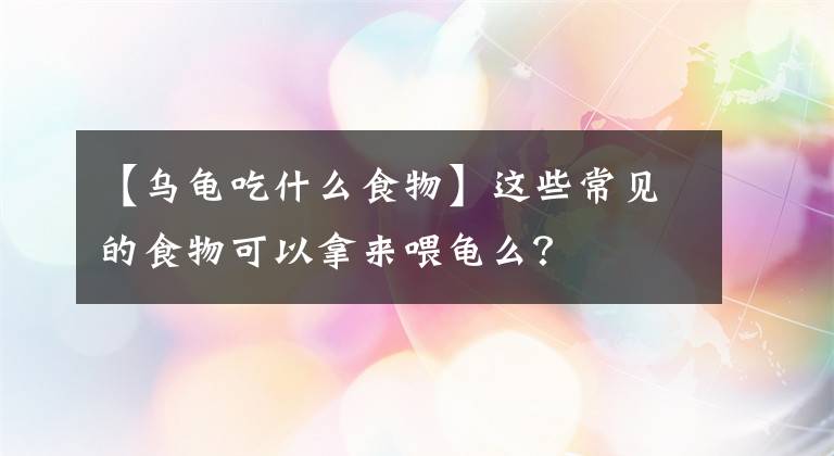 【乌龟吃什么食物】这些常见的食物可以拿来喂龟么?