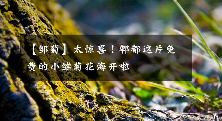 【邹菊】太惊喜！郫都这片免费的小雏菊花海开啦