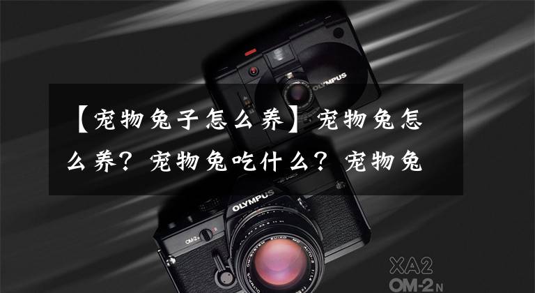 【宠物兔子怎么养】宠物兔怎么养？宠物兔吃什么？宠物兔的饲养方法！