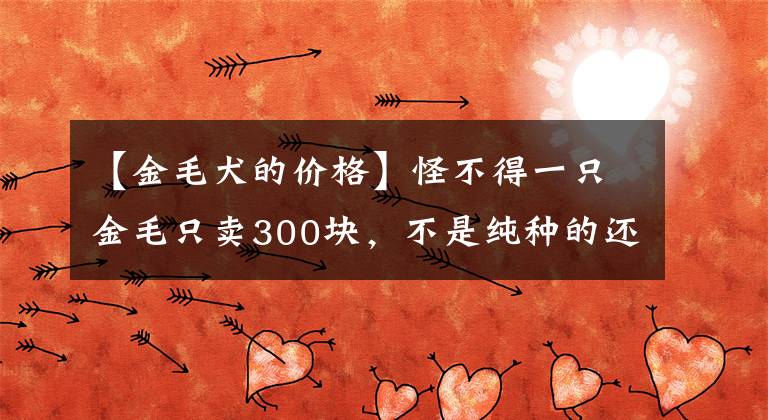 【金毛犬的价格】怪不得一只金毛只卖300块，不是纯种的还是只病狗！