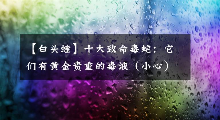 【白头蝰】十大致命毒蛇:它们有黄金贵重的毒液(小心)