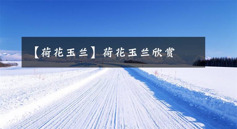 【荷花玉兰】荷花玉兰欣赏