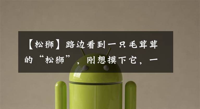 【松狮】路边看到一只毛茸茸的“松狮”,刚想摸下它,一回头直呼打扰了