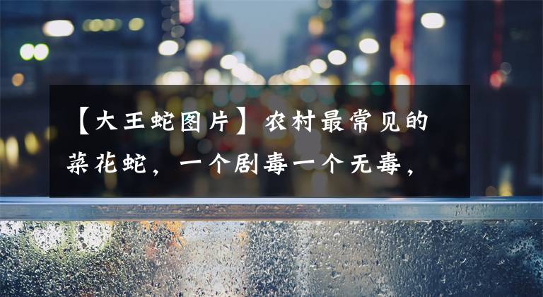 【大王蛇图片】农村最常见的菜花蛇，一个剧毒一个无毒，它们俩谁的实力更强？