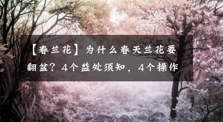 【春兰花】为什么春天兰花要翻盆？4个益处须知，4个操作重点更要了解