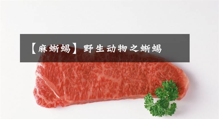 【麻蜥蜴】野生动物之蜥蜴