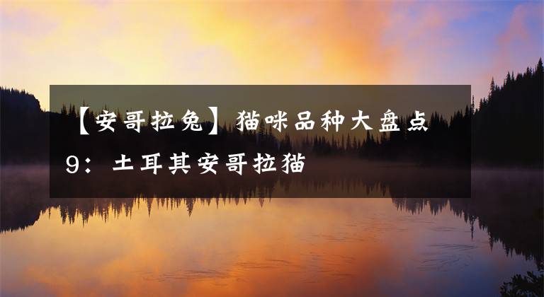 【安哥拉兔】猫咪品种大盘点9：土耳其安哥拉猫