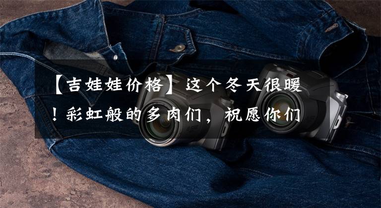 【吉娃娃价格】这个冬天很暖!彩虹般的多肉们,祝愿你们度过每一个元旦佳节