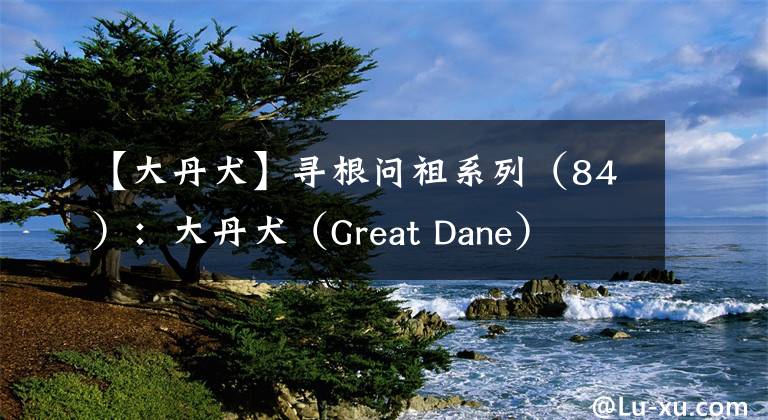 【大丹犬】寻根问祖系列(84):大丹犬(Great Dane)