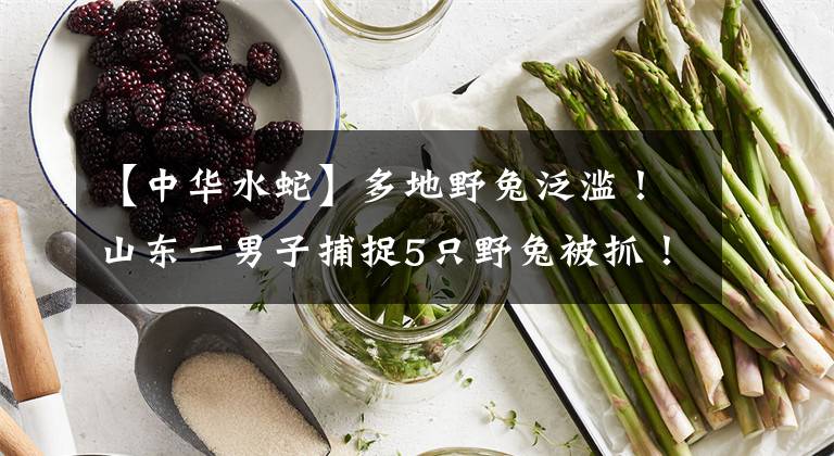【中华水蛇】多地野兔泛滥！山东一男子捕捉5只野兔被抓！专家：每只罚300元