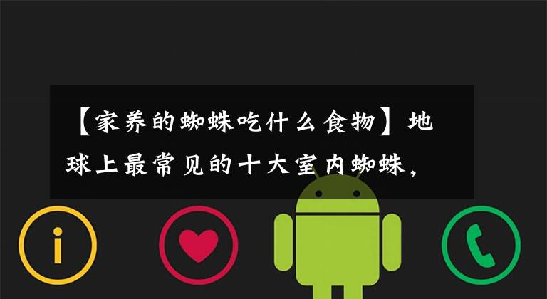 【家养的蜘蛛吃什么食物】地球上最常见的十大室内蜘蛛,第五只幽灵蜘蛛,第一只跳蜘蛛,你见过吗?