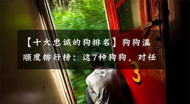 【十大忠诚的狗排名】狗狗温顺度排行榜:这7种狗狗,对任何人都好