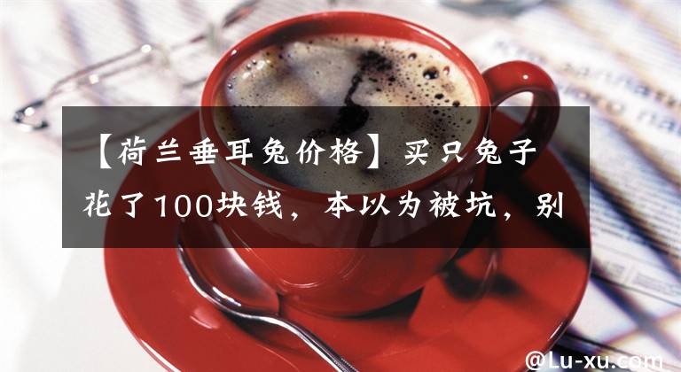 【荷兰垂耳兔价格】买只兔子花了100块钱，本以为被坑，别人却告诉我赚大了！