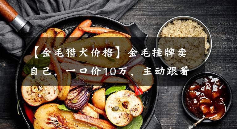 【金毛猎犬价格】金毛挂牌卖自己,一口价10万,主动跟着走不要钱!