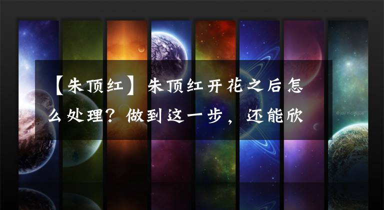 【朱顶红】朱顶红开花之后怎么处理?做到这一步,还能欣赏一茬花,壮实漂亮