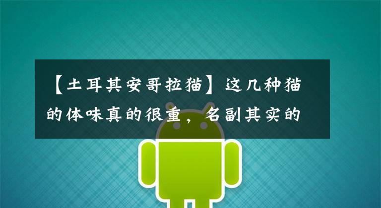 【土耳其安哥拉猫】这几种猫的体味真的很重，名副其实的“臭猫”