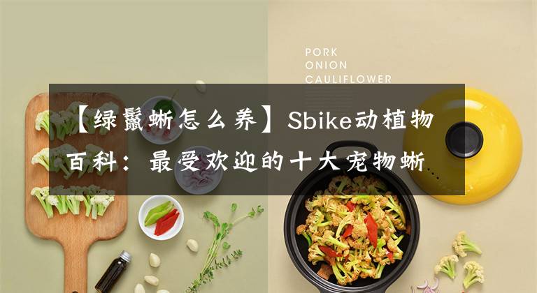 【绿鬣蜥怎么养】Sbike动植物百科：最受欢迎的十大宠物蜥蜴，爬宠中的人气王