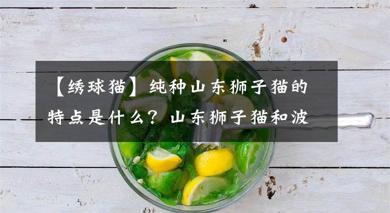 【绣球猫】纯种山东狮子猫的特点是什么？山东狮子猫和波斯猫的区别